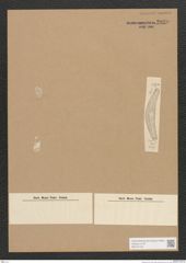 Diatomeae indet. Zeichnungen Sammlung Grunow Nr. 2829 (NHMW-BOT-W0370138)